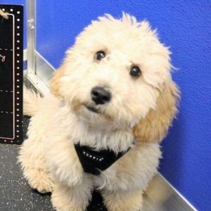 Meet your Posher, Abby